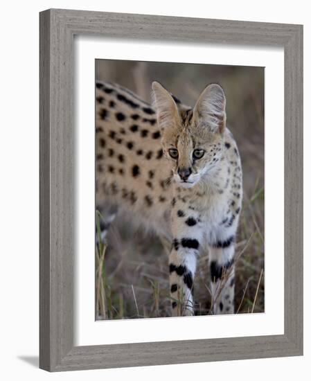 Serval, Masai Mara National Reserve, Kenya, East Africa, Africa-James Hager-Framed Photographic Print