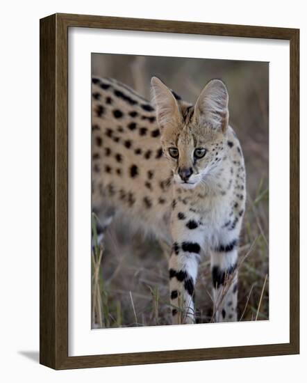 Serval, Masai Mara National Reserve, Kenya, East Africa, Africa-James Hager-Framed Photographic Print