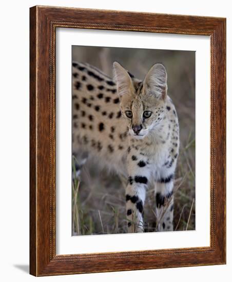 Serval, Masai Mara National Reserve, Kenya, East Africa, Africa-James Hager-Framed Photographic Print