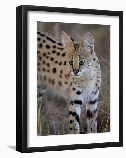 Serval, Masai Mara National Reserve, Kenya, East Africa, Africa-James Hager-Framed Photographic Print