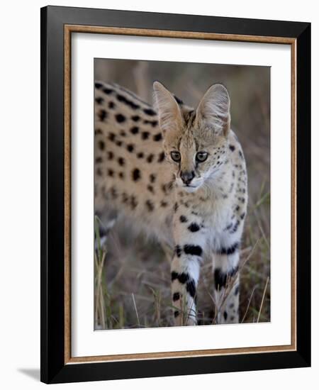 Serval, Masai Mara National Reserve, Kenya, East Africa, Africa-James Hager-Framed Photographic Print