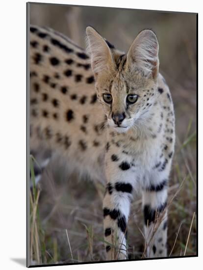 Serval, Masai Mara National Reserve, Kenya, East Africa, Africa-James Hager-Mounted Photographic Print