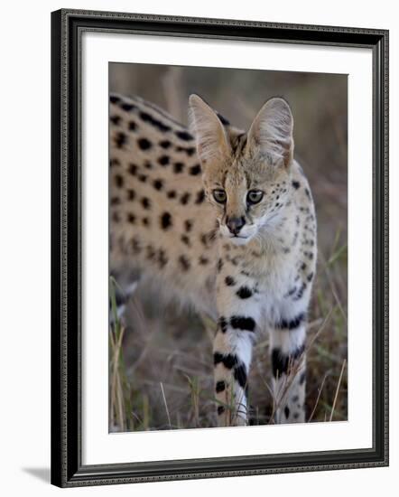 Serval, Masai Mara National Reserve, Kenya, East Africa, Africa-James Hager-Framed Photographic Print