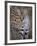 Serval, Masai Mara National Reserve, Kenya, East Africa, Africa-James Hager-Framed Photographic Print