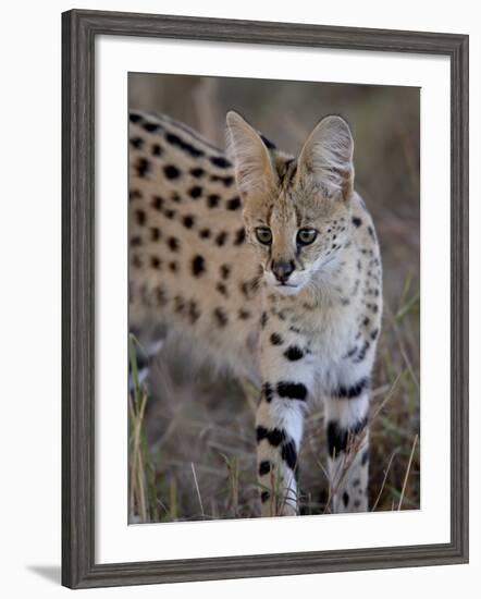 Serval, Masai Mara National Reserve, Kenya, East Africa, Africa-James Hager-Framed Photographic Print