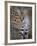 Serval, Masai Mara National Reserve, Kenya, East Africa, Africa-James Hager-Framed Photographic Print