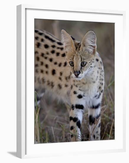 Serval, Masai Mara National Reserve, Kenya, East Africa, Africa-James Hager-Framed Photographic Print