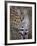 Serval, Masai Mara National Reserve, Kenya, East Africa, Africa-James Hager-Framed Photographic Print