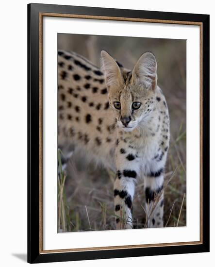 Serval, Masai Mara National Reserve, Kenya, East Africa, Africa-James Hager-Framed Photographic Print