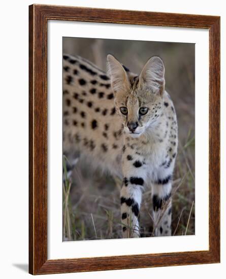 Serval, Masai Mara National Reserve, Kenya, East Africa, Africa-James Hager-Framed Photographic Print