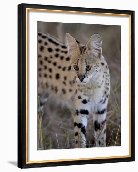 Serval, Masai Mara National Reserve, Kenya, East Africa, Africa-James Hager-Framed Photographic Print