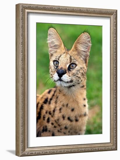 Serval-Lantern Press-Framed Art Print