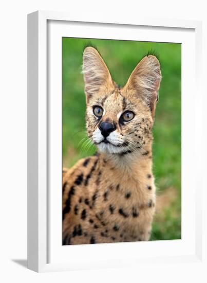 Serval-Lantern Press-Framed Art Print