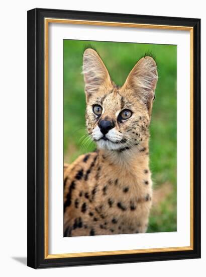 Serval-Lantern Press-Framed Art Print