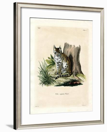 Serval-null-Framed Giclee Print