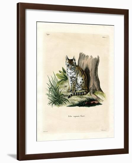 Serval-null-Framed Giclee Print