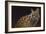 Servalli-Durwood Coffey-Framed Giclee Print