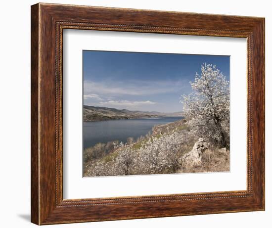 Serviceberry, Horsetooth Reservoir, Fort Collins, Colorado, USA-Trish Drury-Framed Photographic Print