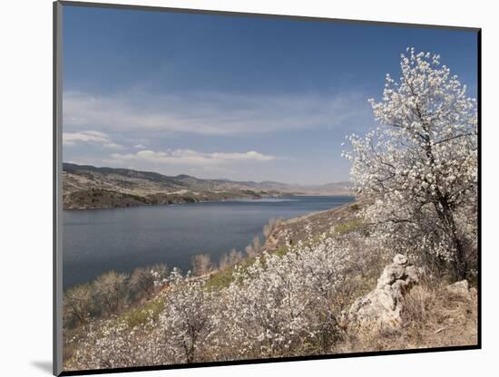 Serviceberry, Horsetooth Reservoir, Fort Collins, Colorado, USA-Trish Drury-Mounted Photographic Print