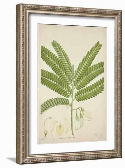 Sesbonia Grandiflora Pers, 1800-10-null-Framed Giclee Print