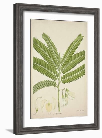 Sesbonia Grandiflora Pers, 1800-10--Framed Giclee Print