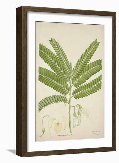 Sesbonia Grandiflora Pers, 1800-10--Framed Giclee Print