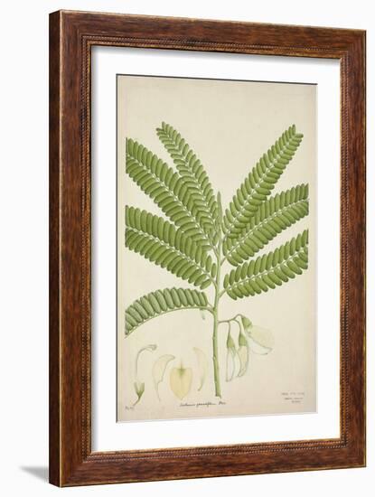 Sesbonia Grandiflora Pers, 1800-10-null-Framed Giclee Print