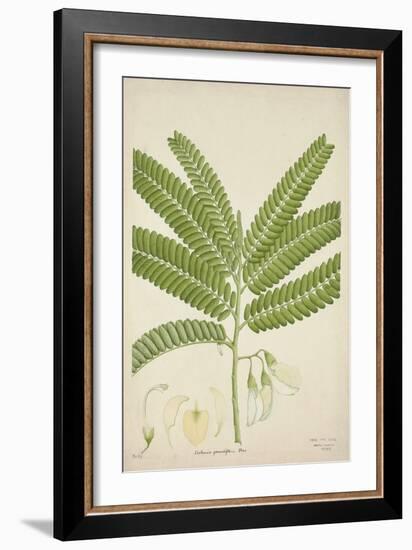 Sesbonia Grandiflora Pers, 1800-10--Framed Giclee Print