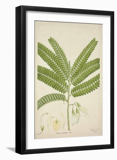 Sesbonia Grandiflora Pers, 1800-10--Framed Giclee Print