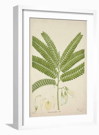 Sesbonia Grandiflora Pers, 1800-10-null-Framed Giclee Print