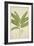 Sesbonia Grandiflora Pers, 1800-10-null-Framed Giclee Print