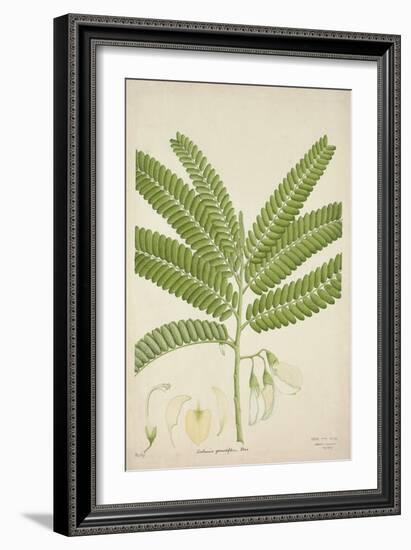 Sesbonia Grandiflora Pers, 1800-10-null-Framed Giclee Print