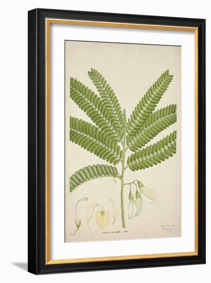 Sesbonia Grandiflora Pers, 1800-10-null-Framed Giclee Print