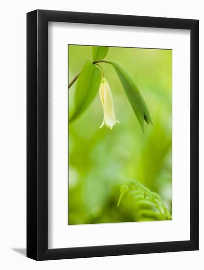 Sessile Bellwort in Forest, Durham, New Hampshire-Jerry & Marcy Monkman-Framed Photographic Print