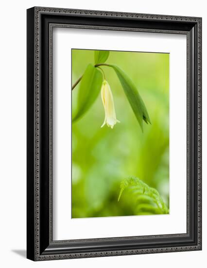 Sessile Bellwort in Forest, Durham, New Hampshire-Jerry & Marcy Monkman-Framed Photographic Print