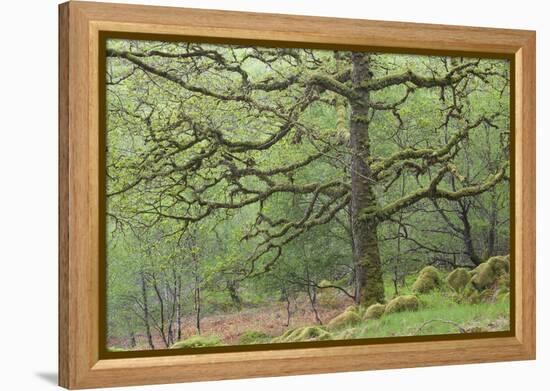 Sessile Oak Tree (Quercus Petraea) in Spring, Sunart Oakwoods, Ardnamurchan, Highland, Scotland, UK-Peter Cairns-Framed Premier Image Canvas