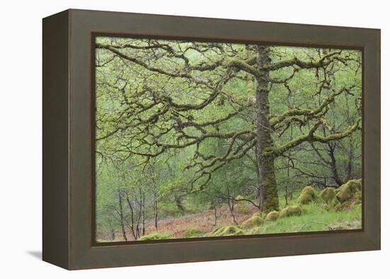 Sessile Oak Tree (Quercus Petraea) in Spring, Sunart Oakwoods, Ardnamurchan, Highland, Scotland, UK-Peter Cairns-Framed Premier Image Canvas