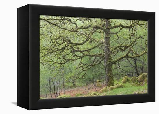 Sessile Oak Tree (Quercus Petraea) in Spring, Sunart Oakwoods, Ardnamurchan, Highland, Scotland, UK-Peter Cairns-Framed Premier Image Canvas