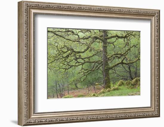 Sessile Oak Tree (Quercus Petraea) in Spring, Sunart Oakwoods, Ardnamurchan, Highland, Scotland, UK-Peter Cairns-Framed Photographic Print