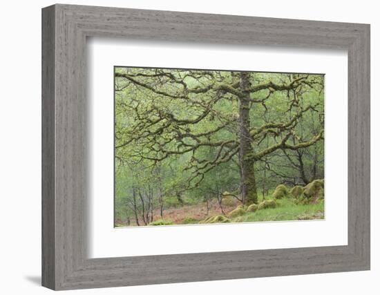 Sessile Oak Tree (Quercus Petraea) in Spring, Sunart Oakwoods, Ardnamurchan, Highland, Scotland, UK-Peter Cairns-Framed Photographic Print