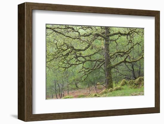 Sessile Oak Tree (Quercus Petraea) in Spring, Sunart Oakwoods, Ardnamurchan, Highland, Scotland, UK-Peter Cairns-Framed Photographic Print