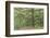 Sessile Oak Tree (Quercus Petraea) in Spring, Sunart Oakwoods, Ardnamurchan, Highland, Scotland, UK-Peter Cairns-Framed Photographic Print