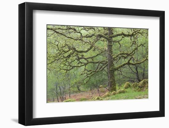 Sessile Oak Tree (Quercus Petraea) in Spring, Sunart Oakwoods, Ardnamurchan, Highland, Scotland, UK-Peter Cairns-Framed Photographic Print