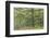 Sessile Oak Tree (Quercus Petraea) in Spring, Sunart Oakwoods, Ardnamurchan, Highland, Scotland, UK-Peter Cairns-Framed Photographic Print