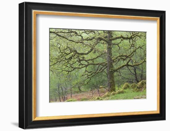 Sessile Oak Tree (Quercus Petraea) in Spring, Sunart Oakwoods, Ardnamurchan, Highland, Scotland, UK-Peter Cairns-Framed Photographic Print