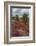 Sesuvium edmonstonei and cactus, South Plaza Island, Galapagos islands, Ecuador.-Sergio Pitamitz-Framed Photographic Print