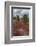 Sesuvium edmonstonei and cactus, South Plaza Island, Galapagos islands, Ecuador.-Sergio Pitamitz-Framed Photographic Print