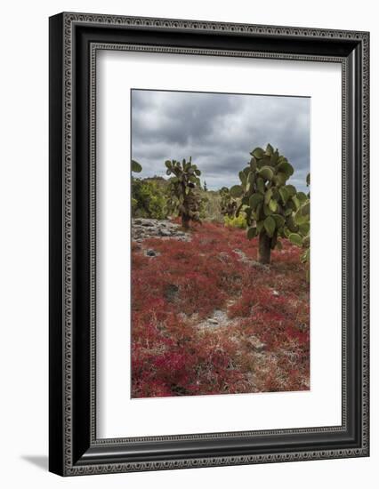 Sesuvium edmonstonei and cactus, South Plaza Island, Galapagos islands, Ecuador.-Sergio Pitamitz-Framed Photographic Print