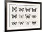 Set of Butterflies. Vector Vintage Classic Illustration. Black and White-Olga Korneeva-Framed Art Print