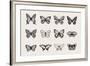 Set of Butterflies. Vector Vintage Classic Illustration. Black and White-Olga Korneeva-Framed Art Print